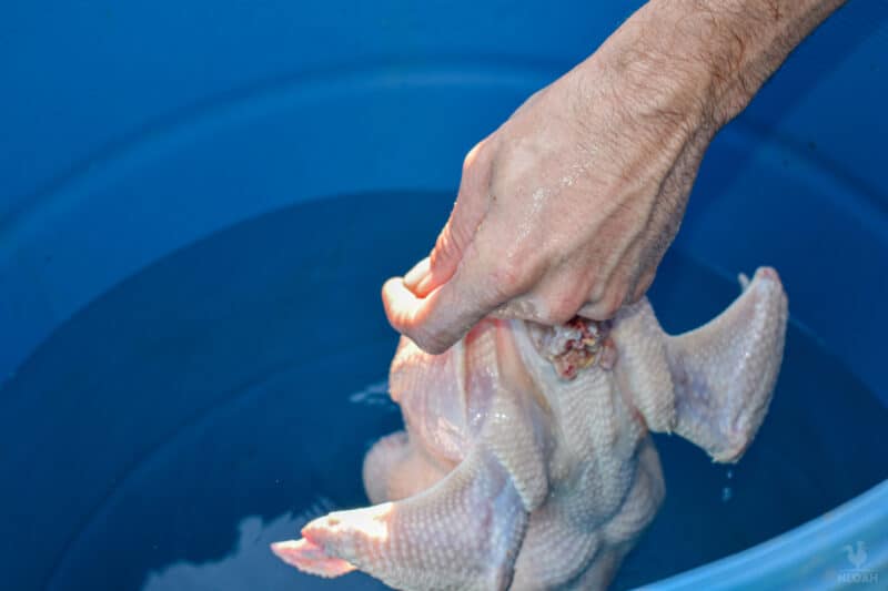 putting chickens in cold water to chill after slaughter