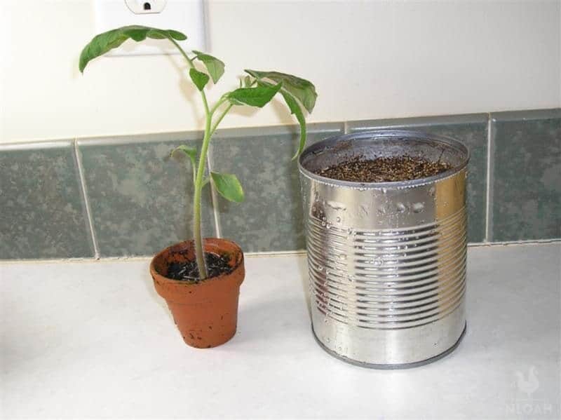tomato plant ready to be transplanted to tin can