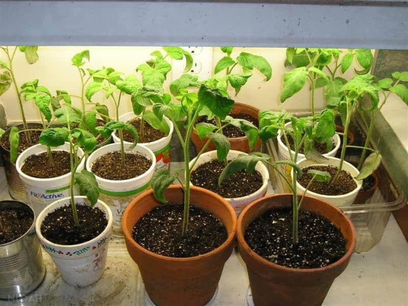 tomato plants in plastic yogurt containers