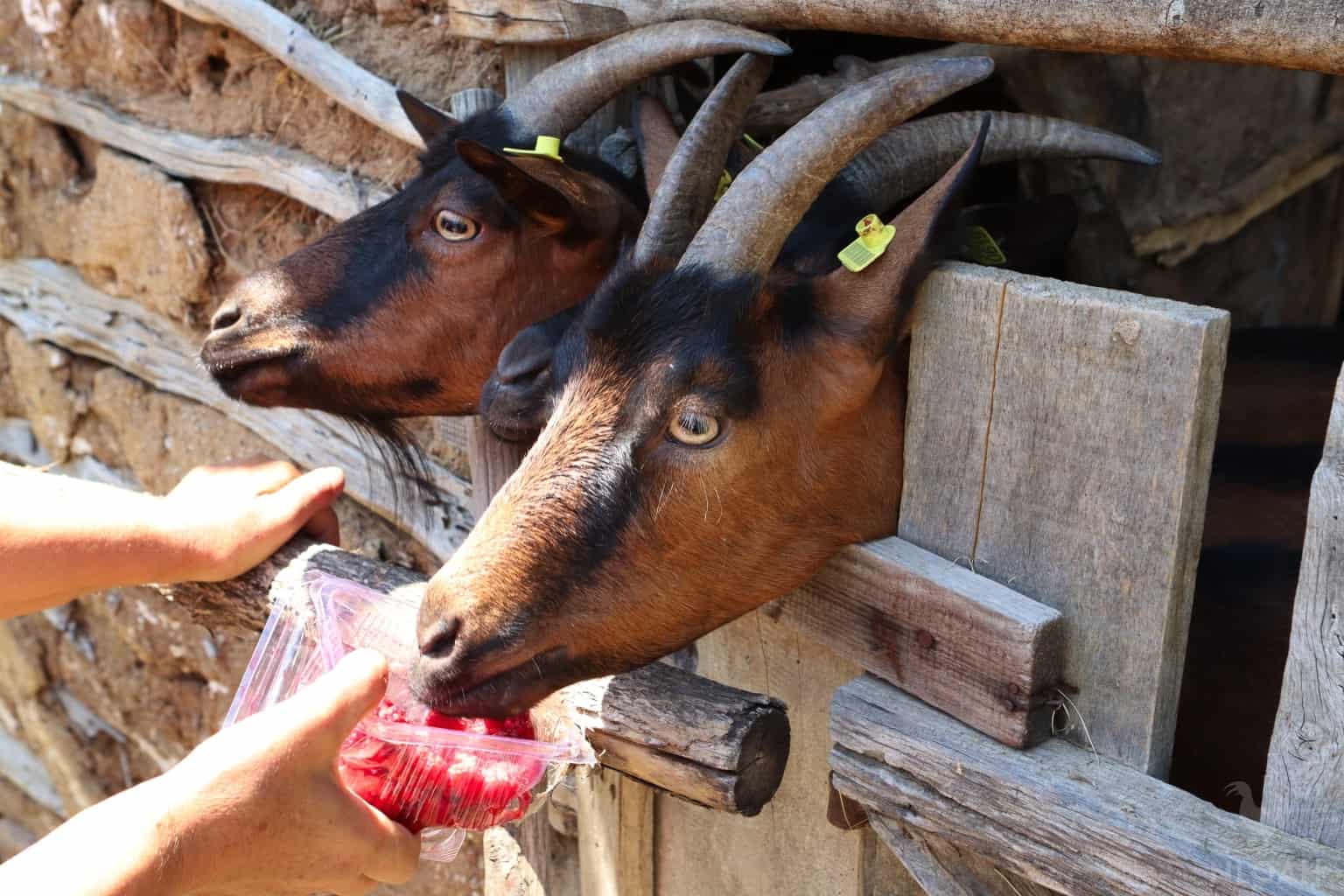 two goats enjoying raspberries