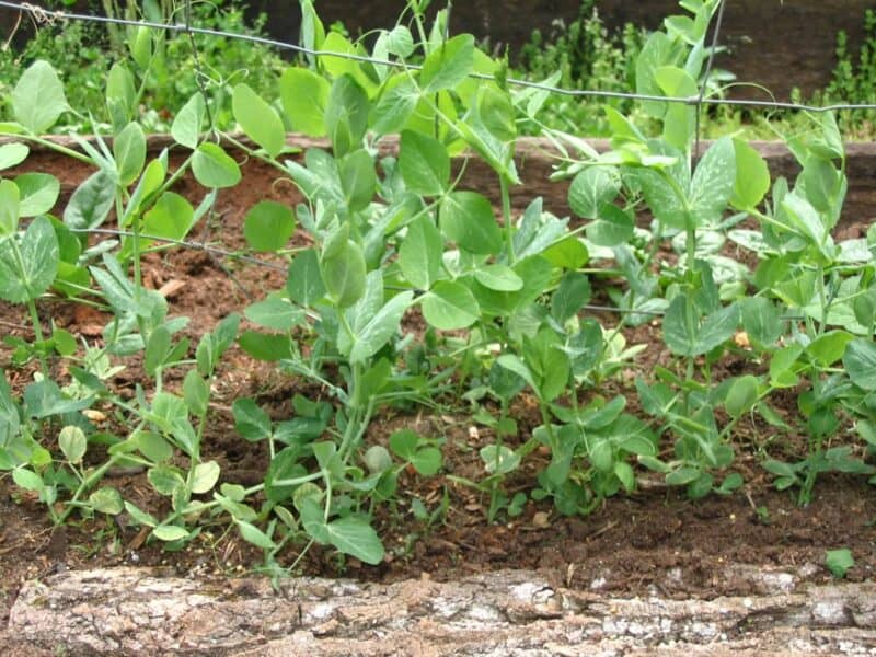 Wando garden peas