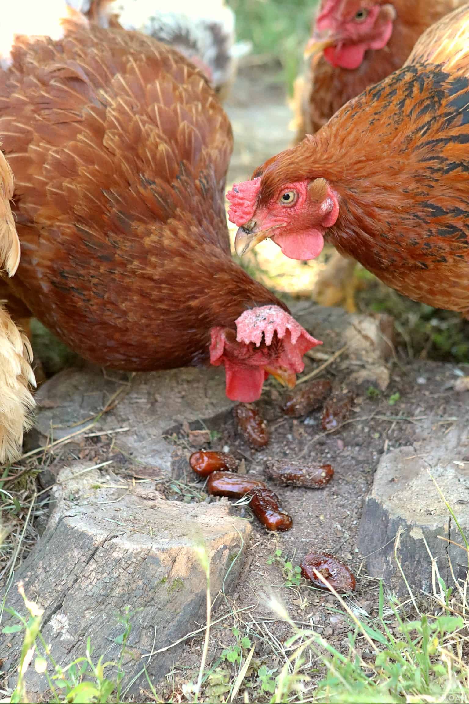 a few chickens enjoying some dates