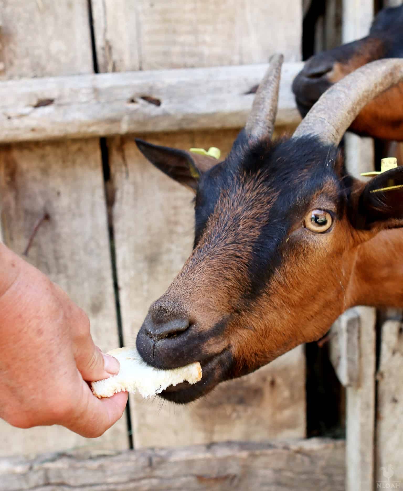 a goat eating a slice of white bread