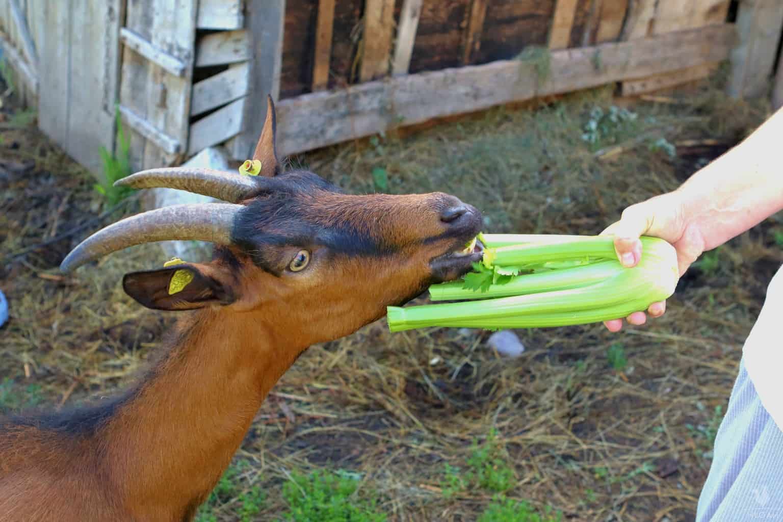 a goat eating celery