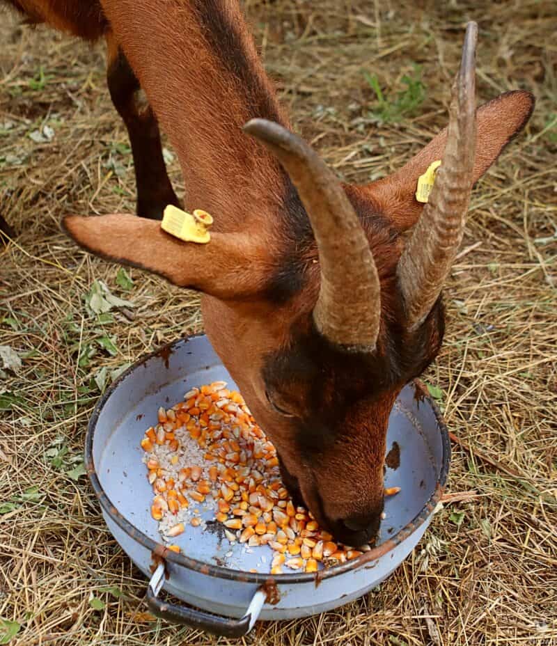 a goat eating corn