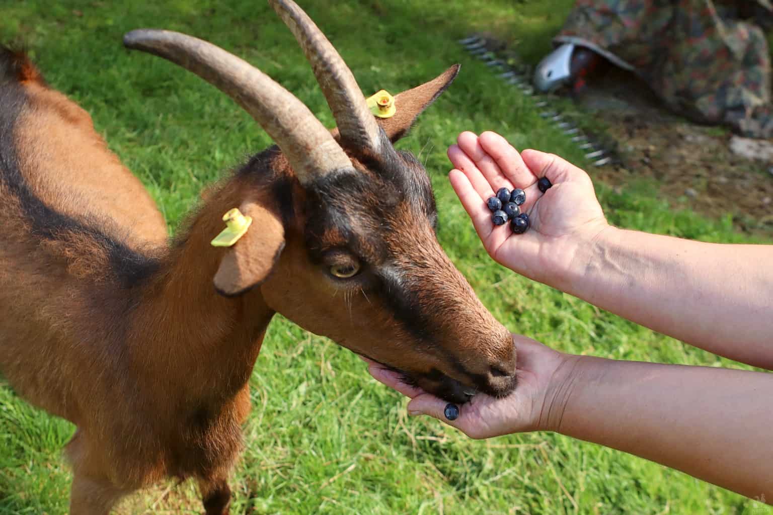 a goat eating some blueberries