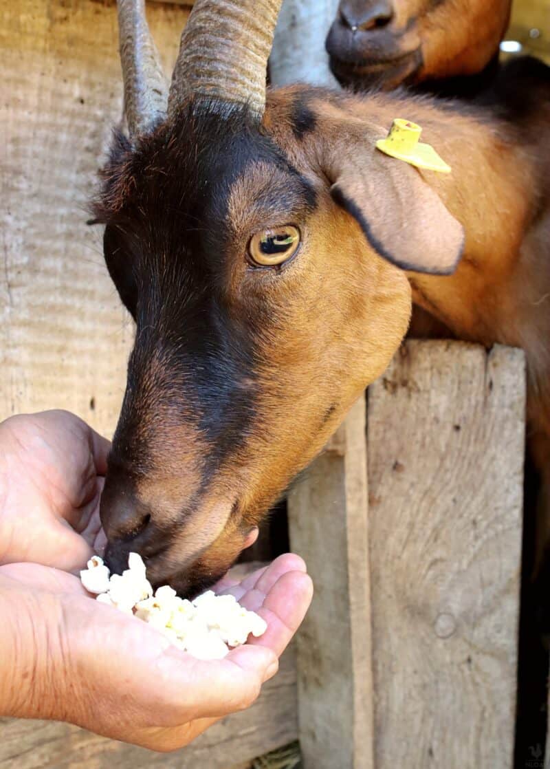 a goat having some popcorn