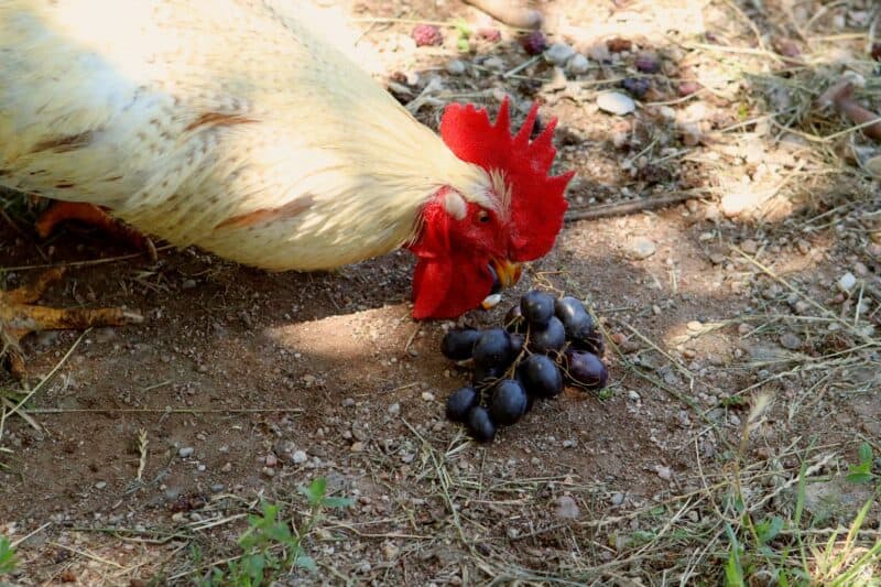 a rooster eating grapes