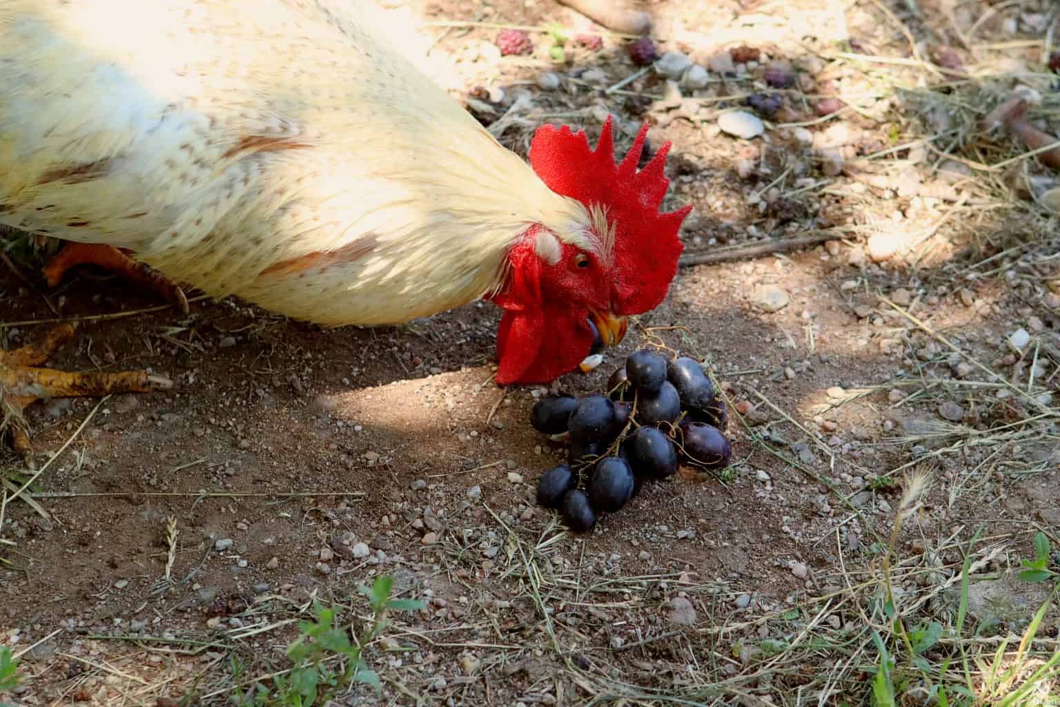 So, Can Chickens Eat Grapes? • New Life On A Homestead