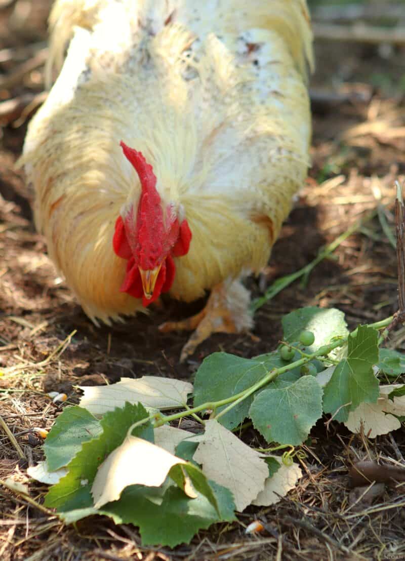 a rooster eating some grape vines