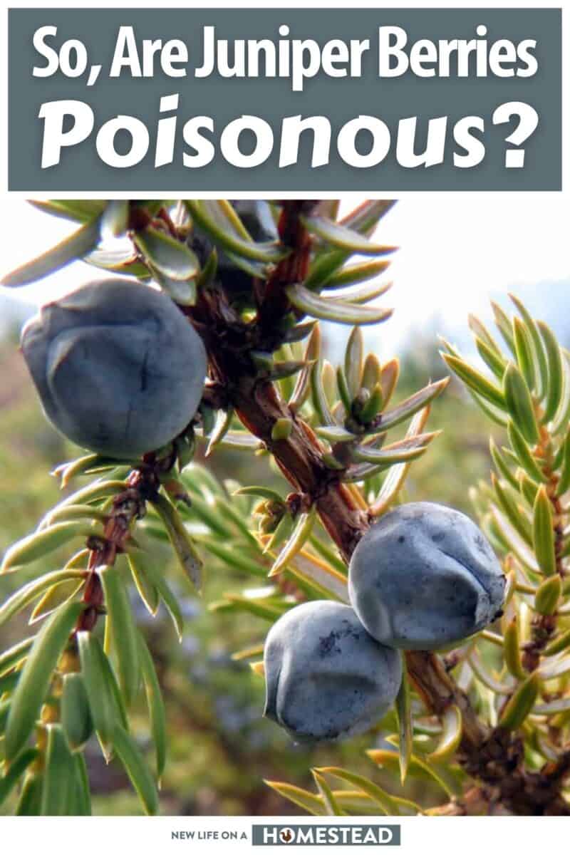 are juniper berries poisonous pinterest