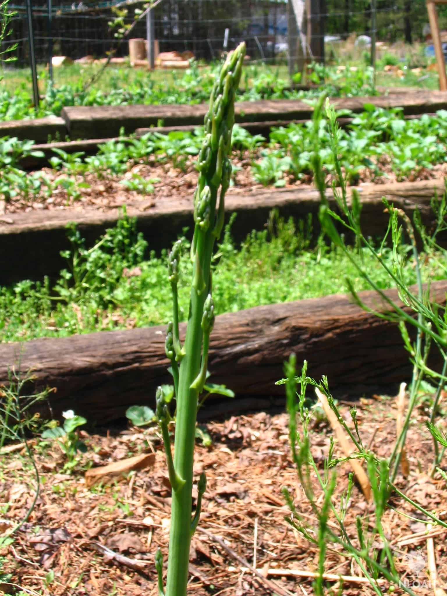 asparagus spear close-up