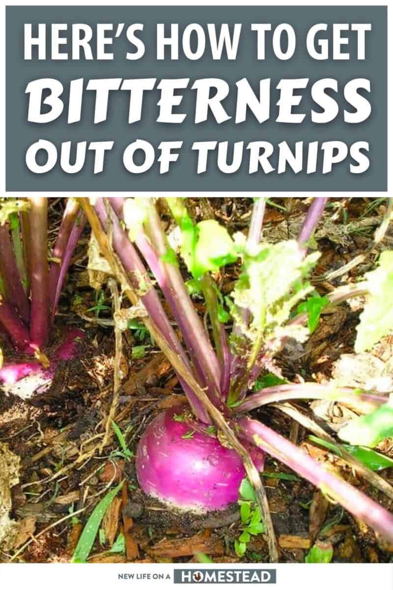 bitter turnips pinterest