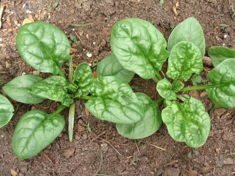 Bloomsdale Long Standing spinach