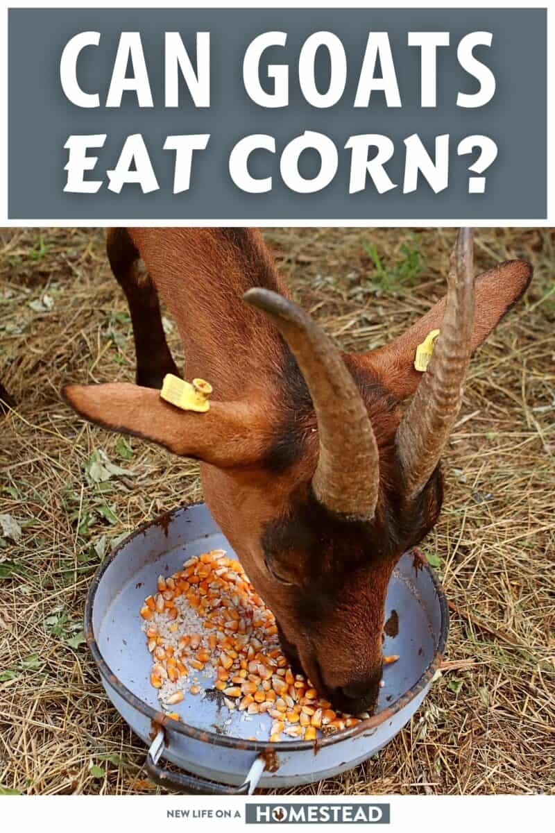 can goats eat corn pinterest