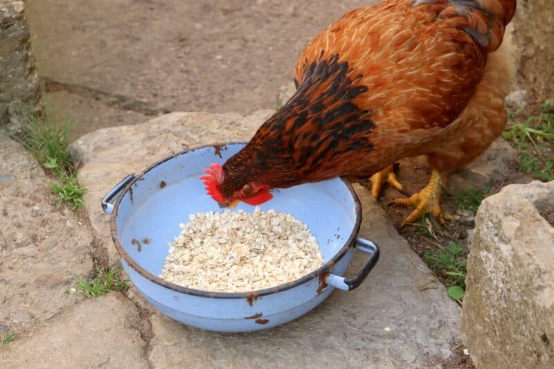 chicken eating quick oats