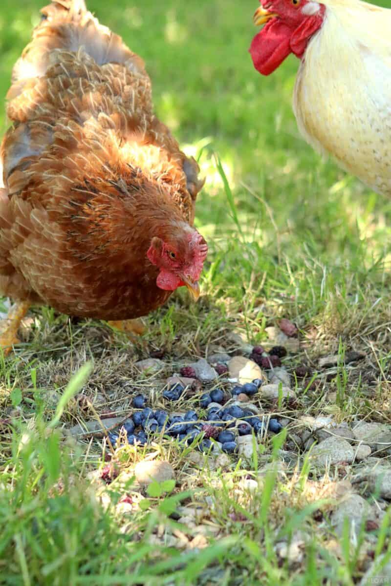 chickens eating blueberries