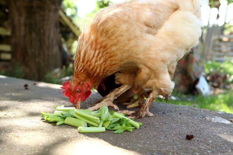 chickens eating some celery