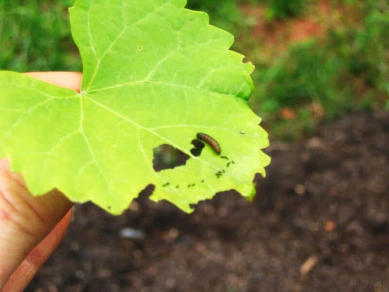 European grapevine moth larva in grapevine leaf