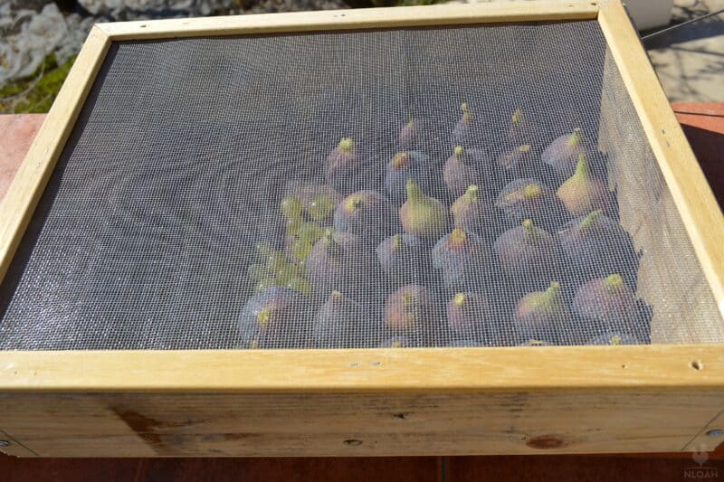 fruits in a closed drying rack