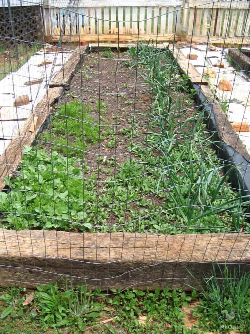 garlic, a couple of broccoli plants, carrots, radishes, onions, and sugar beets in raised bed