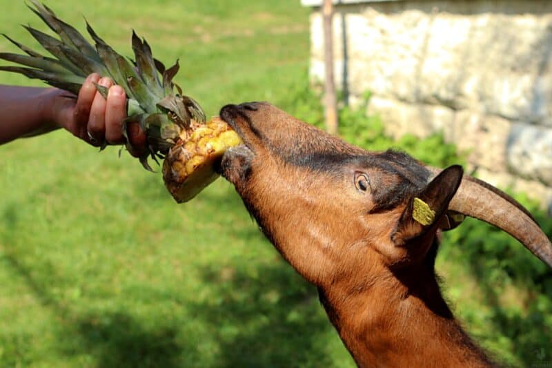 a goat eating pineapple