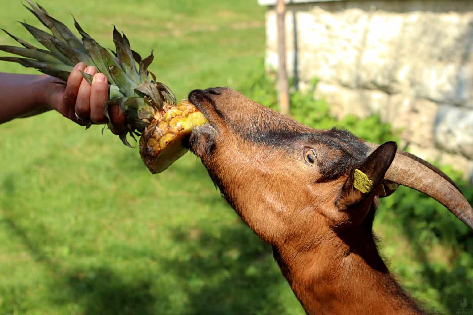 Can Horses Eat Fennel? Discover the Surprising Truth