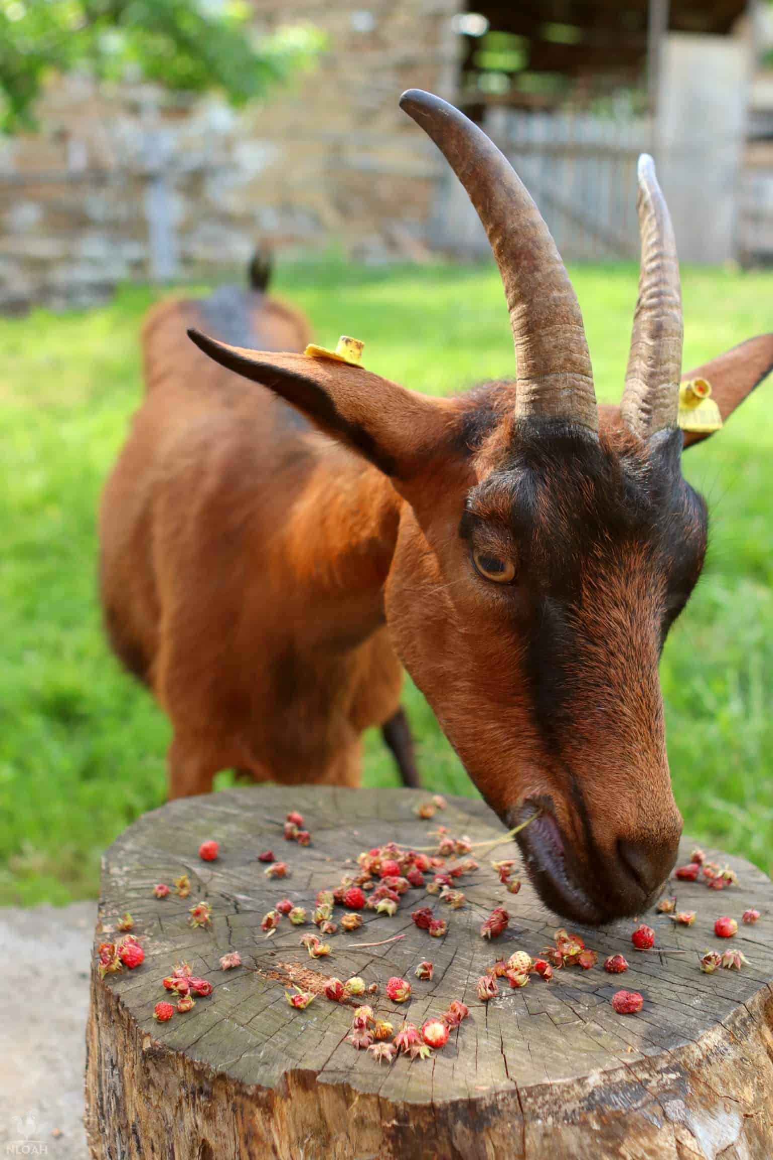 goat eating some wild strawberries