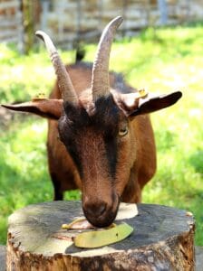 a goat enjoying some mango