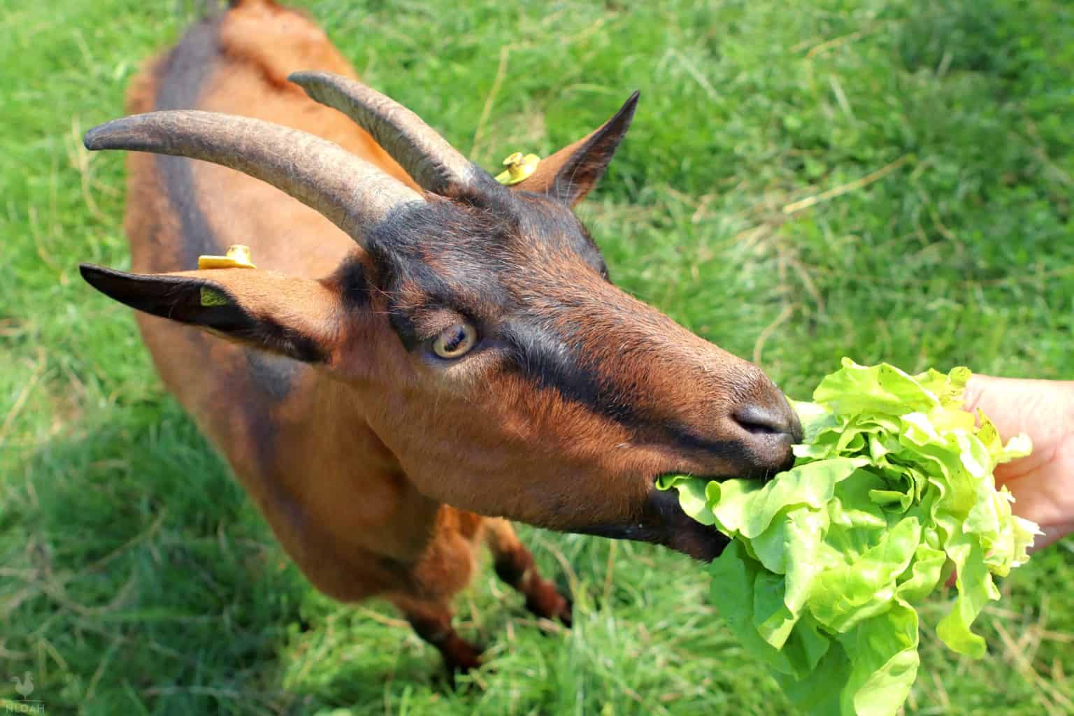 goat nibbling on some lettuce