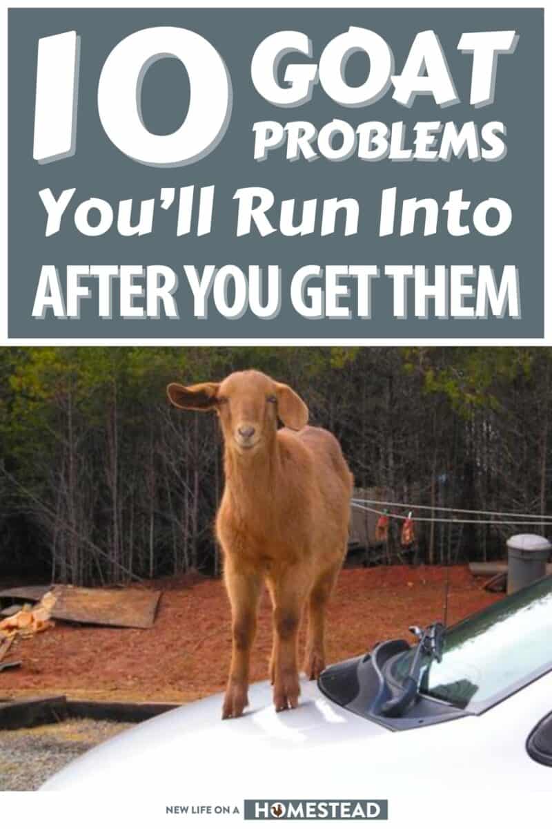 goat problems pinterest