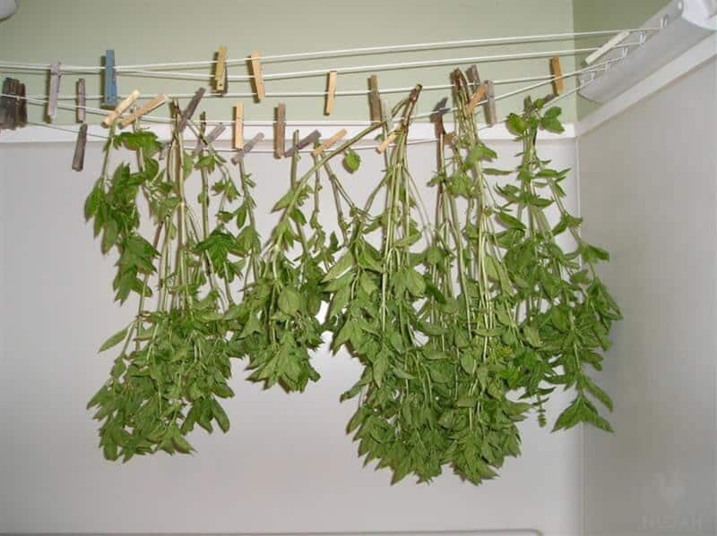 hanging herbs to dry