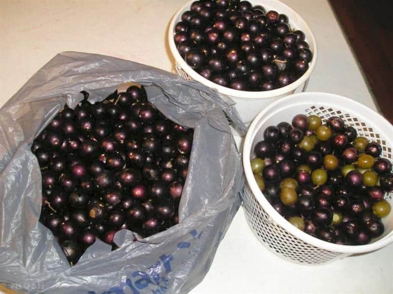 harvested muscadines in containers