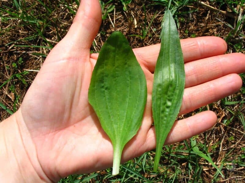holding two plantain leaves in hand broadleaf and a narrowleaf