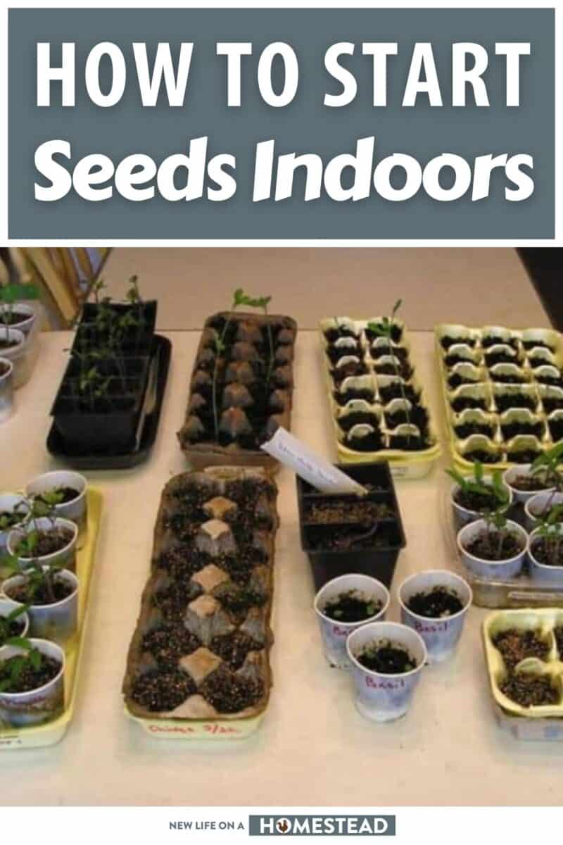 how to start seeds indoors pinterest
