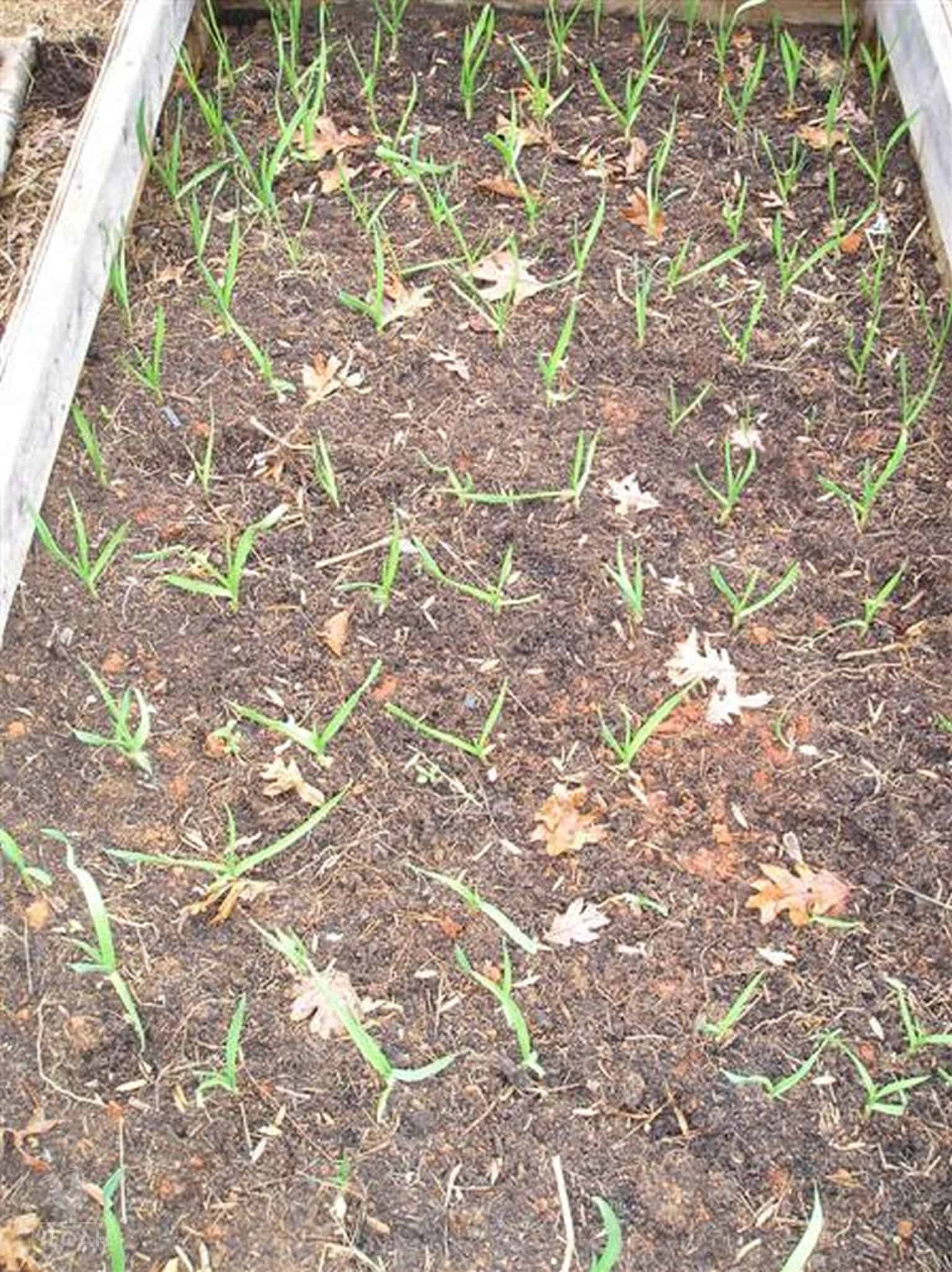 planted store-bought garlic growing in raised bed