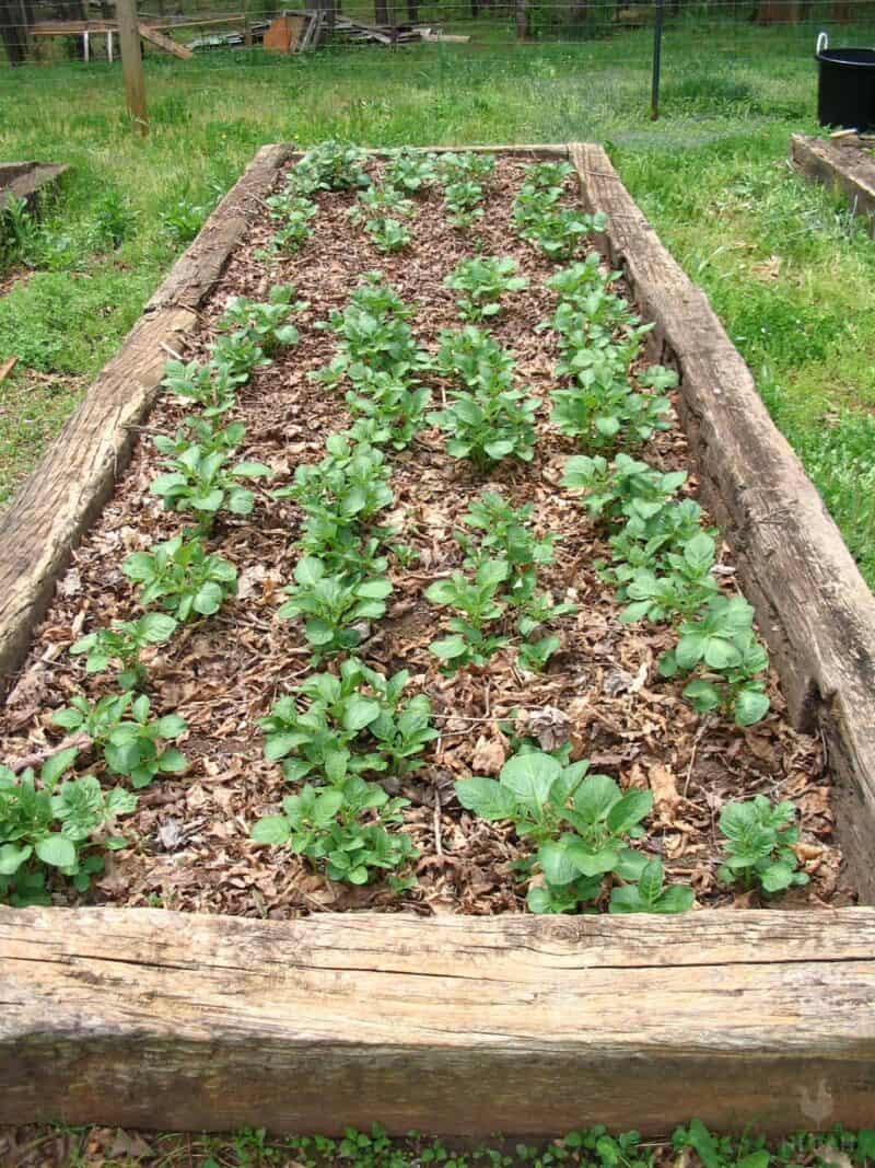 potatoes growing in raised garden bed