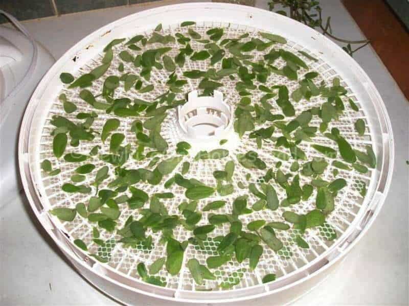 purslane leaves spread on dehydrator tray