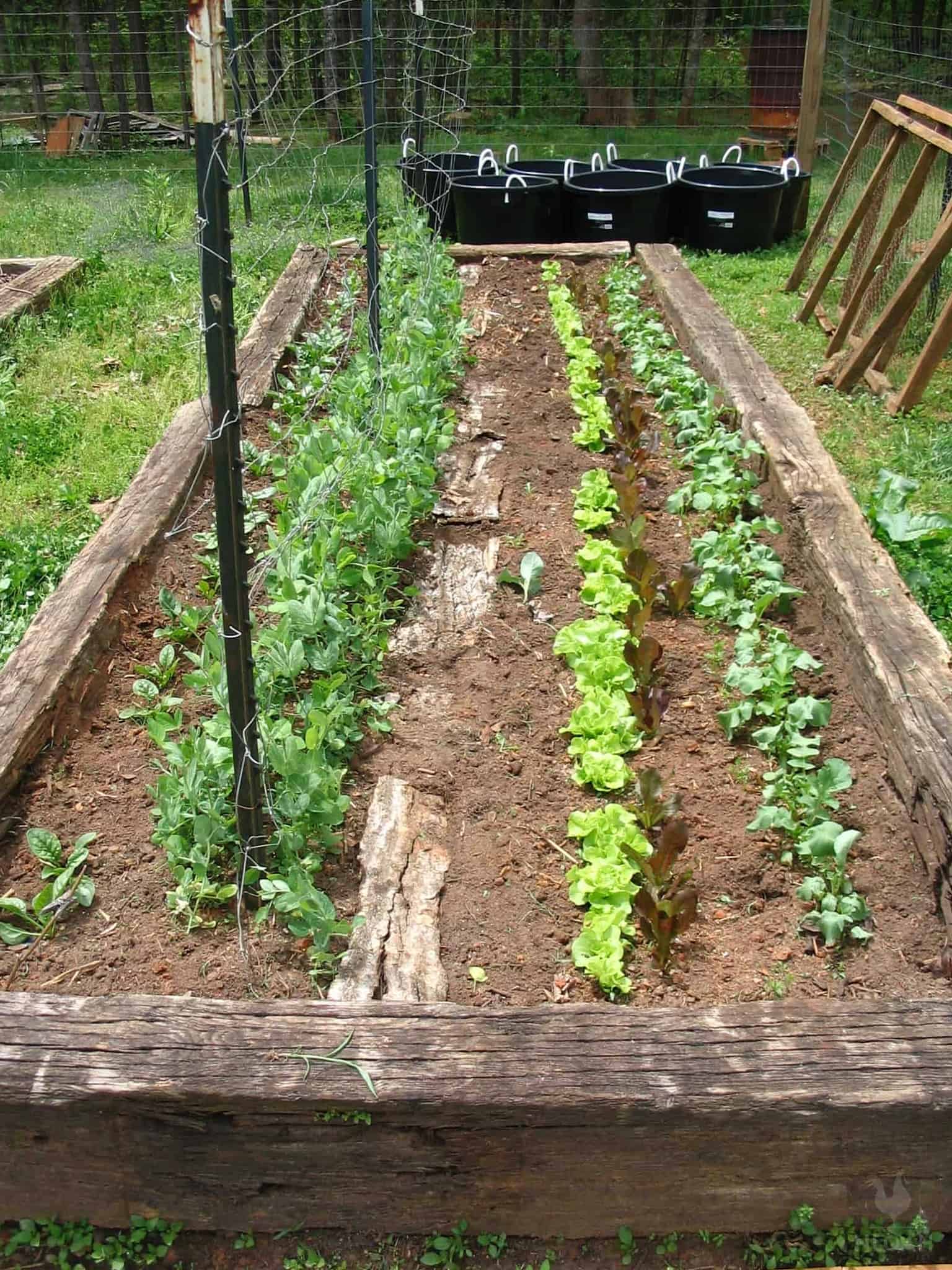 spinach, peas, cabbage, lettuce, carrots, and radishes in raised bed