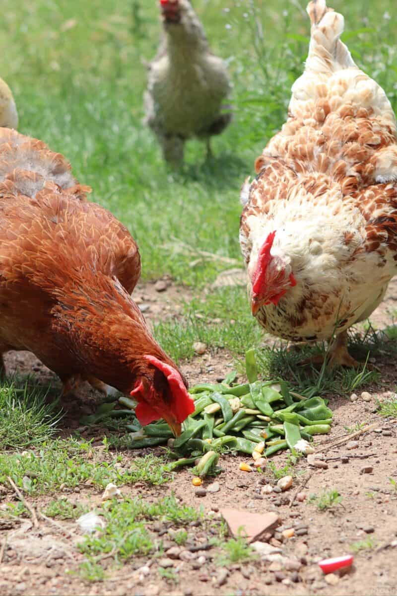 two chickens eating green beans