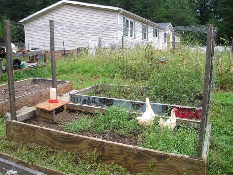 two chickens inside a raised garden bed