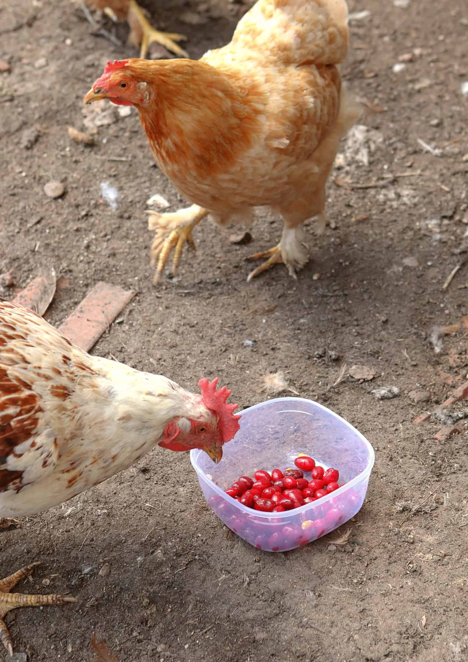 two hens eating dogwood berries