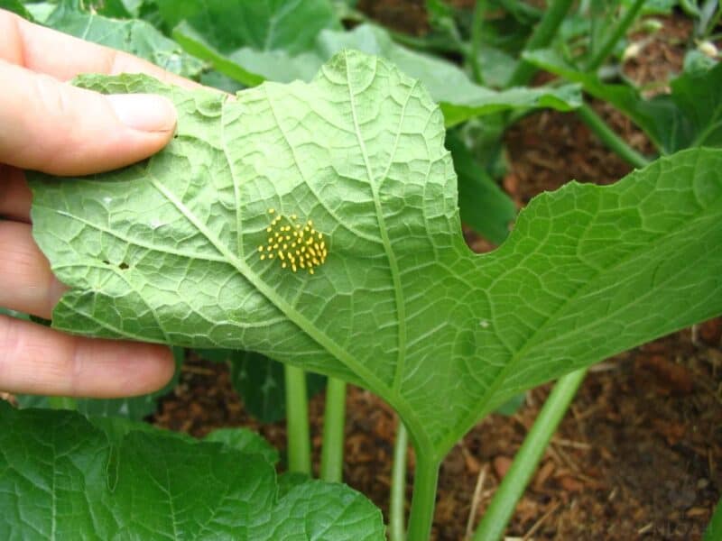 Mexican bean beetle eggs on underside of squash leaf