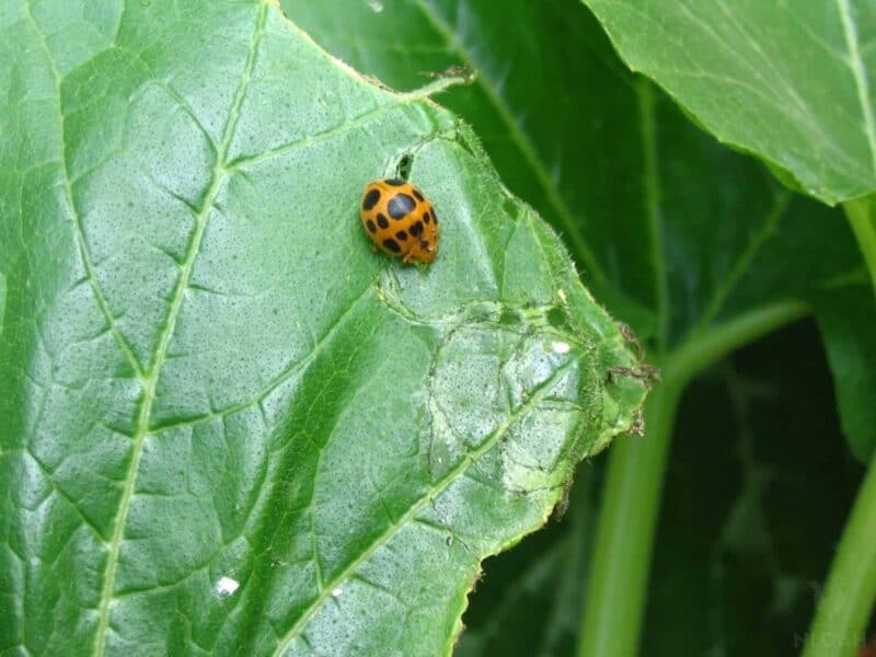 Mexican bean beetle on squash plant leaf