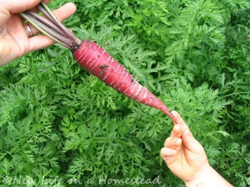 a harvested Red Dragon carrot