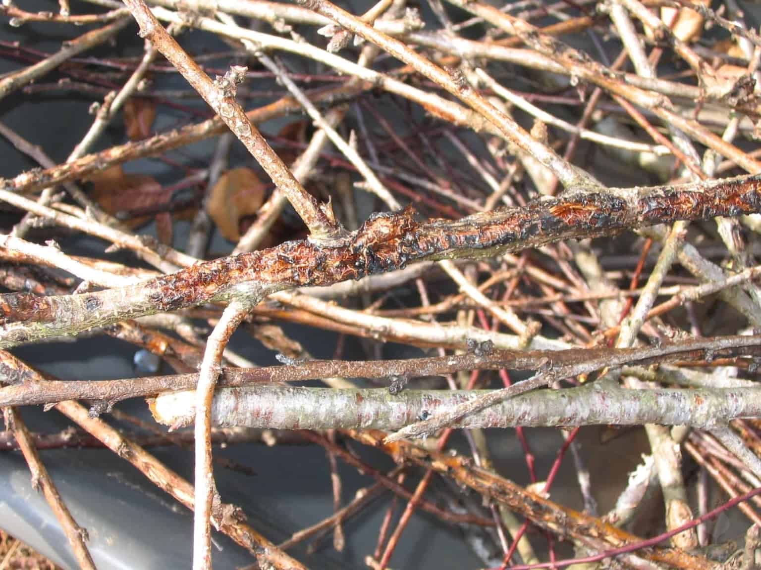 apple tree branches with black rot
