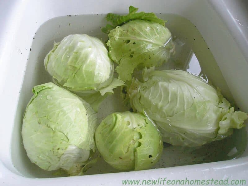 cabbage with holes ins sink filled with water
