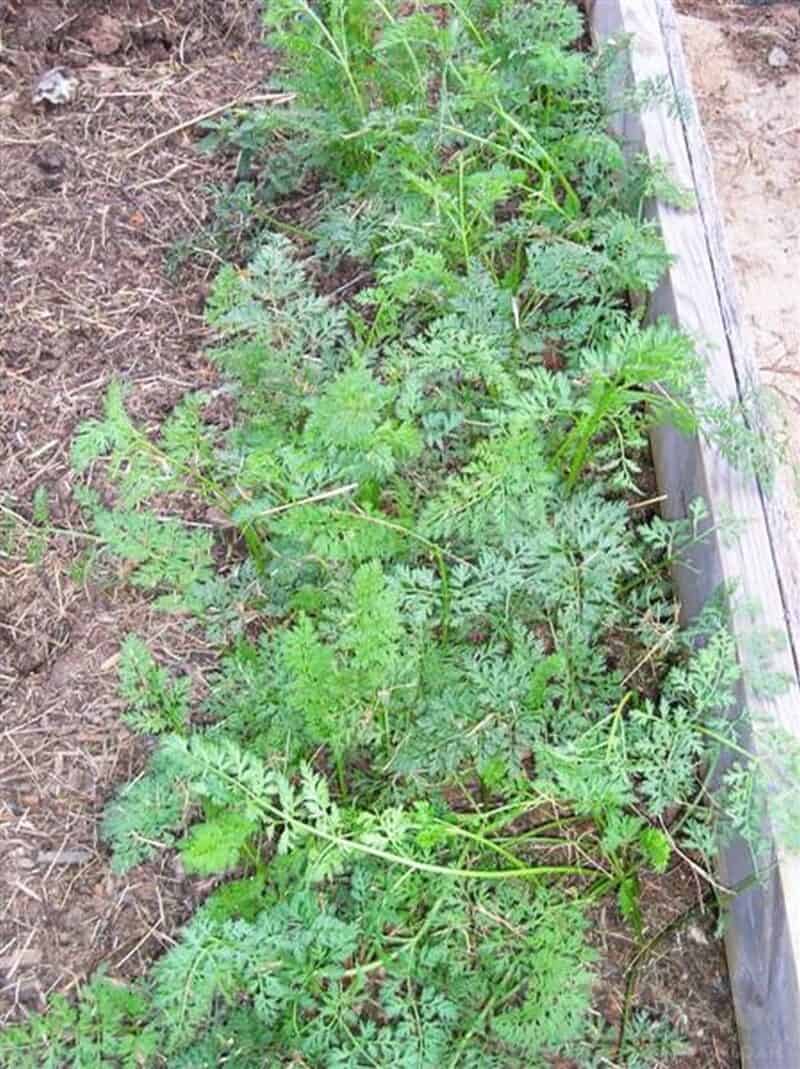 carrot plants in raised bed