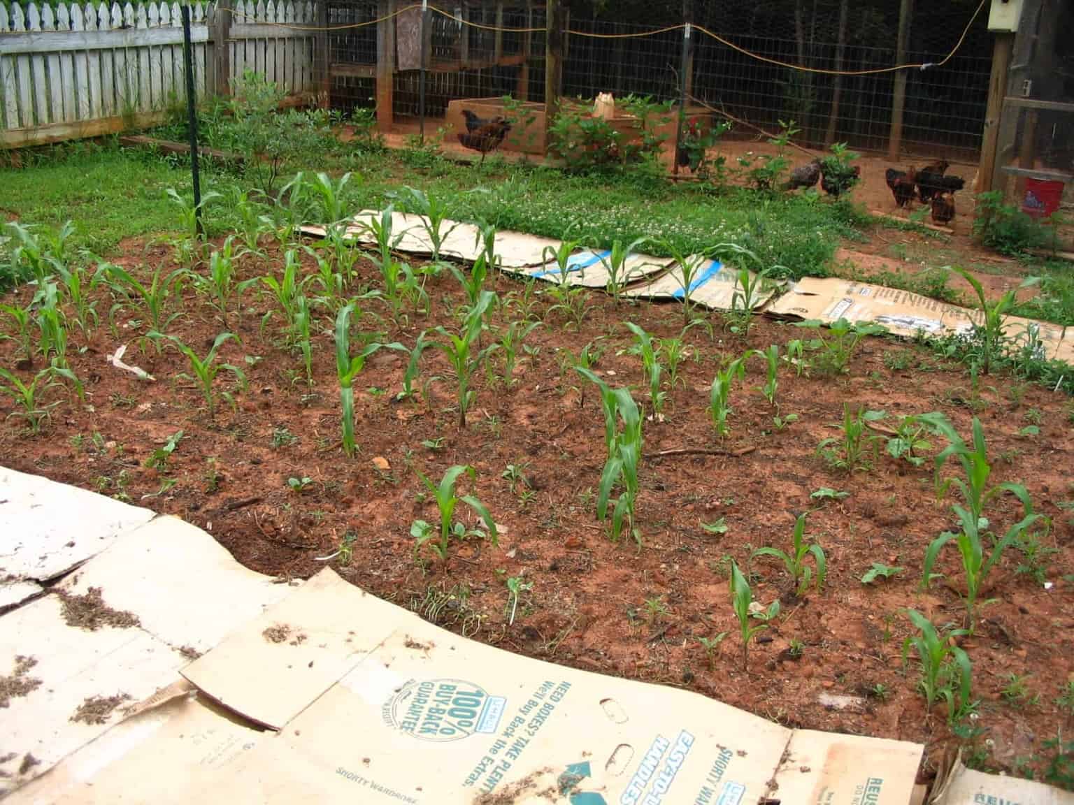 corn peas and squash in garden