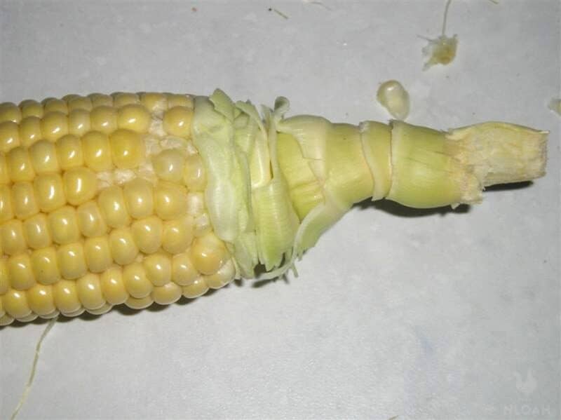 corn stem close-up